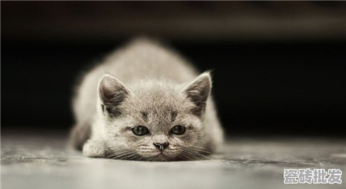 猫在瓷砖怕冷吗 - 优质瓷砖批发网